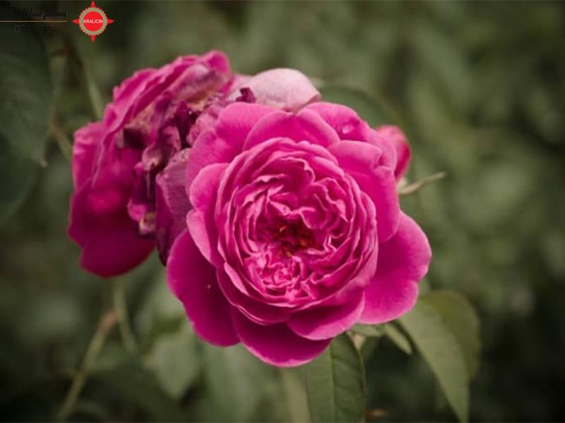 پودر گل محمدی، که به طور عمده از گلبرگ‌های گل محمدی تهیه می‌شود، خواص متعددی دارد. در زیر به برخی از خواص احتمالی آن اشاره می‌کنم: