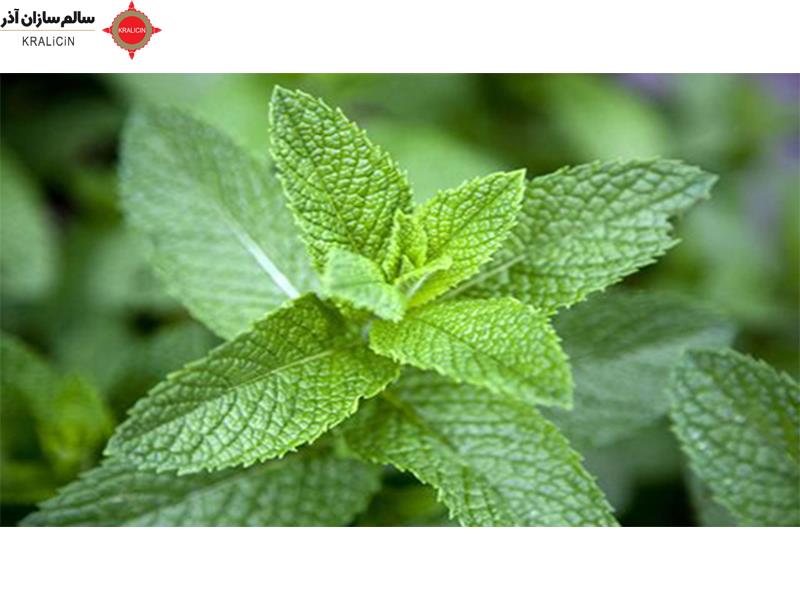 نعناع یک گیاه علفی است که به دلیل خواص آنتی‌باکتریال، ضد التهابی و ضد افسردگی، در طب سنتی و درمانی کاربرد دارد. این گیاه از خانواده Lamiaceae بوده و برگهای آن دارای عطر و طعم خاصی هستند که برای تهیه چای و دمنوش نعناع، اسانس نعناع، شیرینی‌ها، بستنی‌ها و سایر محصولات غذایی و آرایشی به کار می‌رود.