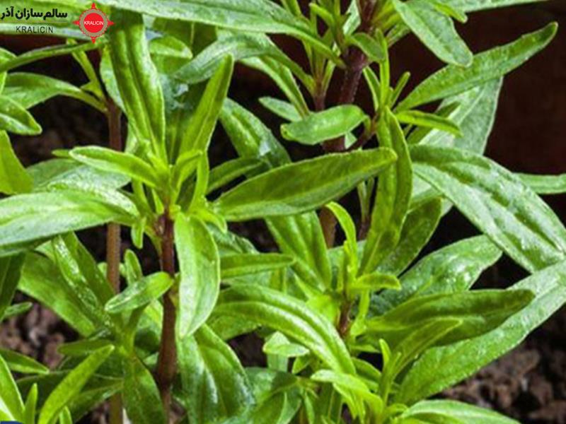 مرزه کوهی (Thymus serpyllum) یک گیاه علفی است که در مناطق کوهستانی یافت می‌شود. این گیاه در بسیاری از کشورها به عنوان گیاه دارویی و چایی مورد استفاده قرار می‌گیرد. برگ‌های آن بویی خوشبو و طعمی تلخ و خوشمزه دارند و اغلب در غذاهای اروپایی به عنوان ادویه استفاده می‌شوند. همچنین، از مرزه کوهی در تهیه عطر، صابون و کرم‌های آرایشی نیز استفاده می‌شود.