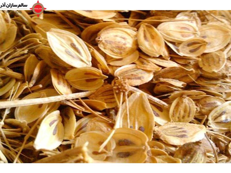 گلپر یا گل پرس، یک نوع گیاه دارویی است که در ایران و برخی کشورهای دیگر مورد استفاده قرار می‌گیرد. نام علمی این گیاه "Silybum marianum" است و به طور عمده برای خواص ضد التهابی و محافظت از کبد شناخته می‌شود. گلپر دارای خواص دارویی زیر است: