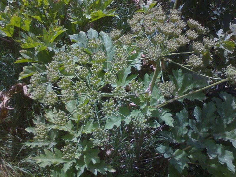 خريد عرق گلپر | تا 8 درصد تخفيف 100درصد خالص و درجه يك - خريد عمده و جزئي خريد عرق گلپر | تا 8 درصد تخفيف 100درصد خالص و درجه يك - خريد عمده و جزئي