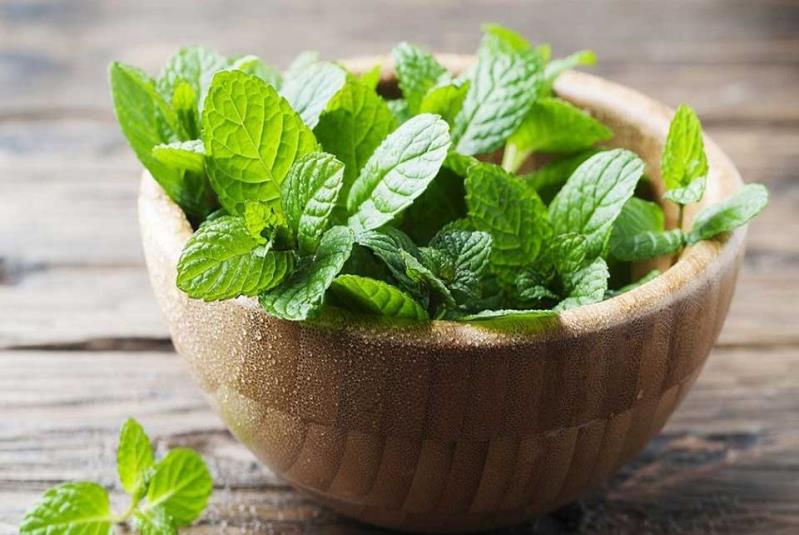 قيمت هر كيلو نعنا تازه | تا 8 درصد تخفيف 100درصد خالص و درجه يك - خريد عمده و جزئي قيمت نعنا تازه كيلويي