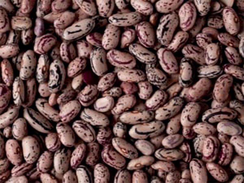 انواع لوبيا چيتي | تا 8 درصد تخفيف 100درصد خالص و درجه يك - خريد عمده و جزئي انواع لوبيا چيتي | تا 8 درصد تخفيف 100درصد خالص و درجه يك - خريد عمده و جزئي