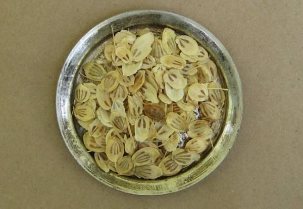 گلپر كوهي | تا 8 درصد تخفيف 100درصد خالص و درجه يك - خريد عمده و جزئي گلپر كوهي | تا 8 درصد تخفيف 100درصد خالص و درجه يك - خريد عمده و جزئي