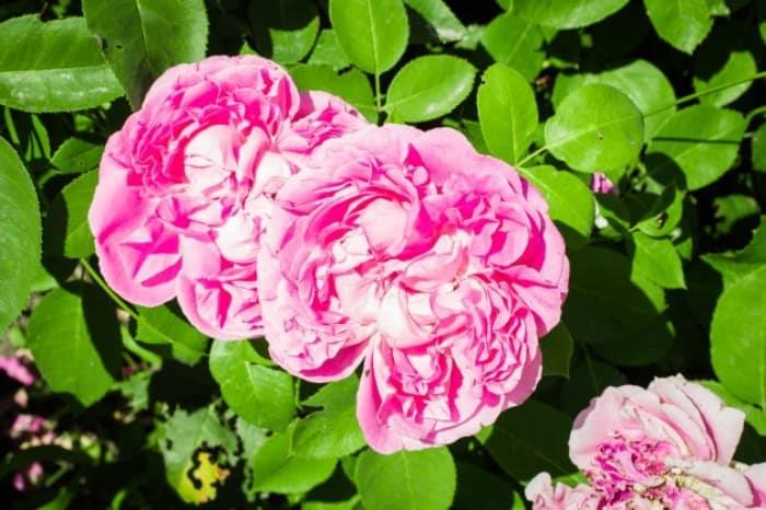 خواص پودر گل محمدي | تا 8 درصد تخفيف 100درصد خالص و درجه يك - خريد عمده و جزئي خواص پودر گل محمدي | تا 8 درصد تخفيف 100درصد خالص و درجه يك - خريد عمده و جزئي