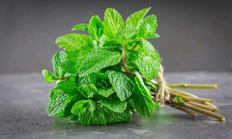 قيمت هر كيلو نعنا تازه | تا 8 درصد تخفيف 100درصد خالص و درجه يك - خريد عمده و جزئي قيمت فروش نعنا تازه